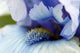 Iris Flower Macro