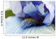 Iris Flower Macro