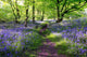 Blue bells forest Wall Mural