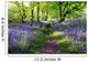 Blue bells forest Wall Mural