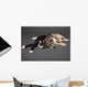 Portrait of a dog and cat laying together Wall Mural