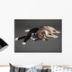 Portrait of a dog and cat laying together Wall Mural