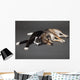 Portrait of a dog and cat laying together Wall Mural