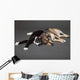 Portrait of a dog and cat laying together Wall Mural