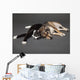 Portrait of a dog and cat laying together Wall Mural
