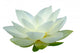 White Lotus Flower Wall Decal