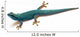 Lygodactylus Williamsi 02