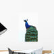 Blue Peacock Pavo Cristatus