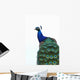 Blue Peacock Pavo Cristatus