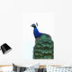 Blue Peacock Pavo Cristatus