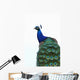 Blue Peacock Pavo Cristatus