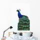 Blue Peacock Pavo Cristatus