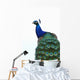 Blue Peacock Pavo Cristatus