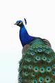 Blue Peacock Pavo Cristatus