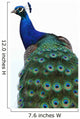 Blue Peacock Pavo Cristatus