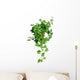 Green Ivy Pot