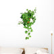Green Ivy Pot