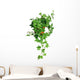 Green Ivy Pot