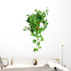 Green Ivy Pot