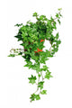 Green Ivy Pot