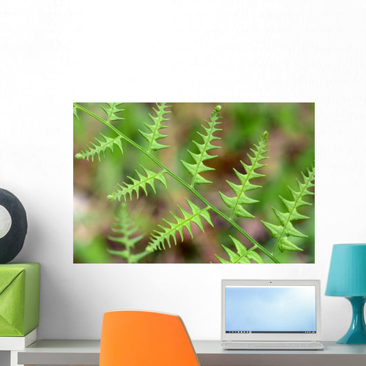 Close-up Unfurling Fern Fronds Wall Mural