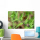 Close-up Unfurling Fern Fronds Wall Mural