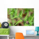 Close-up Unfurling Fern Fronds Wall Mural
