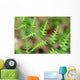 Close-up Unfurling Fern Fronds Wall Mural