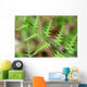 Close-up Unfurling Fern Fronds Wall Mural
