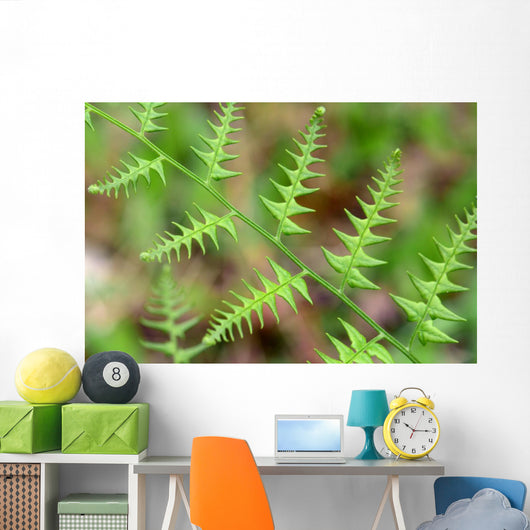 Close-up Unfurling Fern Fronds Wall Mural