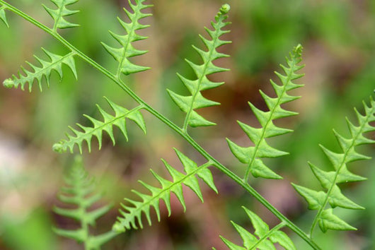 Close-up Unfurling Fern Fronds Wall Mural
