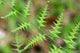 Close-up Unfurling Fern Fronds Wall Mural