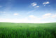 Grass field Wall Mural