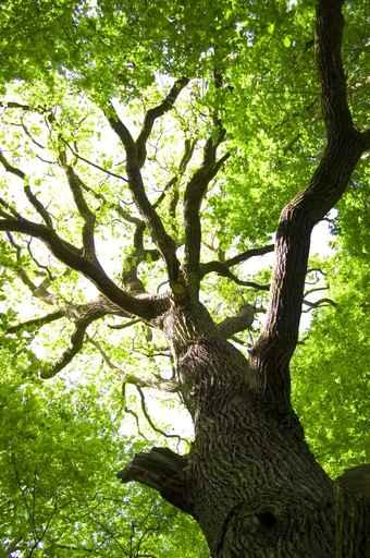 Green Tree Conceptual Image Wall Decal
