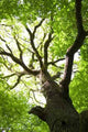Green Tree Conceptual Image Wall Decal