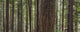 Forest Wall Mural