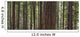 Forest Wall Mural