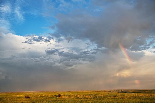 Bison Under A Passing Storm Over The Prairies Wall Mural