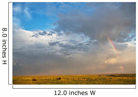 Bison Under A Passing Storm Over The Prairies Wall Mural