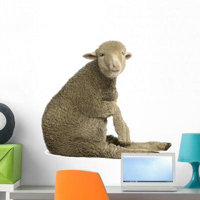 Merino Lamb Wall Decal shown on a wall