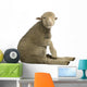 Merino lamb Wall Decal