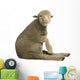 Merino lamb Wall Decal