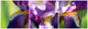 Collage Lily Purple Wall Mural