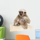 Young Pileated Gibbon Wall Decal