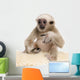 Young Pileated Gibbon Wall Decal