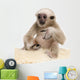 Young Pileated Gibbon Wall Decal