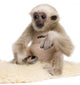 Young Pileated Gibbon Wall Decal