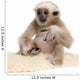 Young Pileated Gibbon Wall Decal