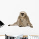 Young Pileated Gibbon 4 Wall Decal