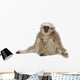 Young Pileated Gibbon 4 Wall Decal